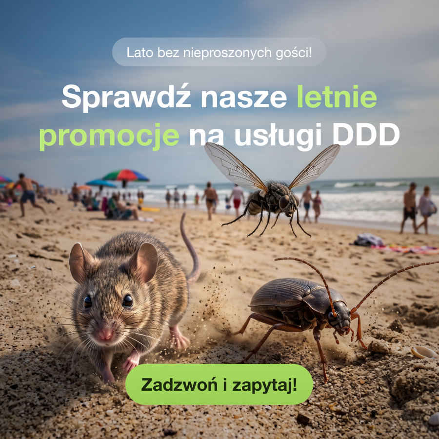 Letnia promocja