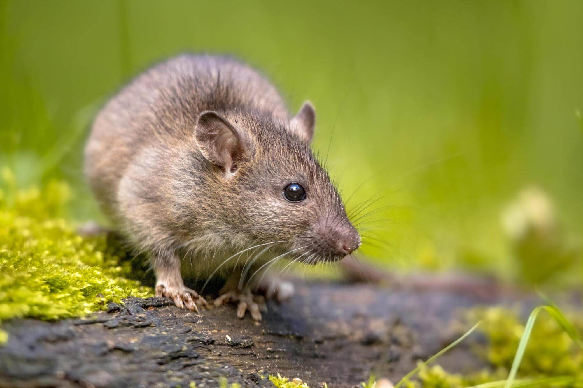 Deratyzacja Opole Deratyzacja Opole