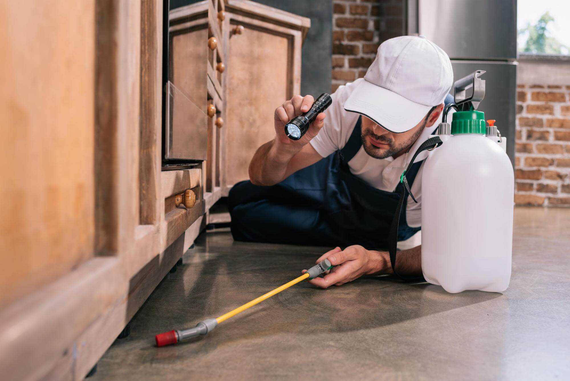 Pest Control Opole Pest Control Opole