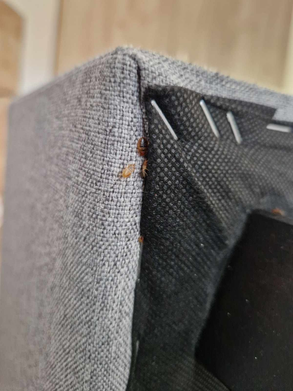 Sprzątanie mieszkania DDD, reakcje alergiczne