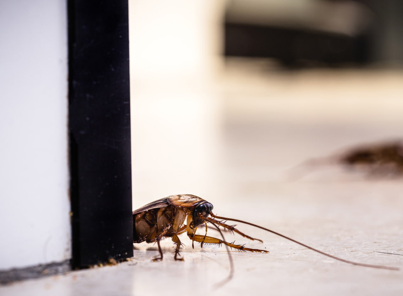 Zwalczanie karaluchów, prusaków, karaczanów Zwalczanie karaluchów, prusaków, karaczanów Wrocław