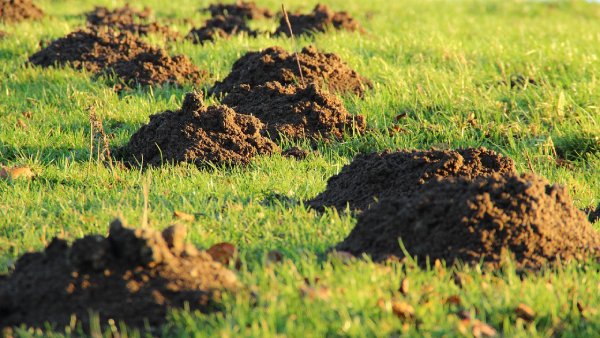 Zdjęcie przedstawiające kopce kreta europejskiego w ogrodzie