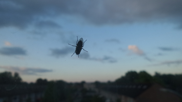 Mucha siedząca na szybie z widokiem na osiedle o zmierzchu.