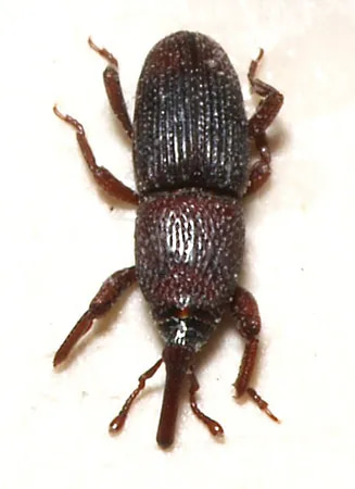 Wołek zbożowy